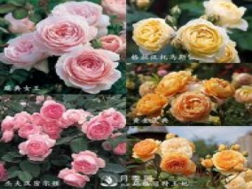 看到這些好看的藤本月季花圖片 我已經(jīng)中毒