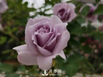 三月?lián)Q盆后的月季苗枯萎了怎么辦？