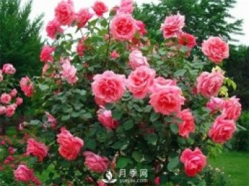 春季花木害蟲頻發(fā)，做好病蟲害防治很重要