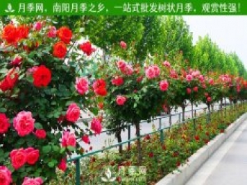 苗木原生冠、全冠、半冠的意義和區(qū)別