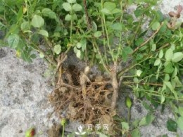 裸根的月季該如何種植？南陽大田月季基地告訴你