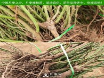 月季裸根苗收到后怎么種？