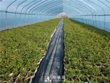 盆栽月季該怎么翻盆換土？病蟲害該怎么防治？
