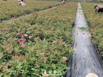 盆栽月季該怎么整形修剪？