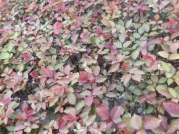 大花月季扦插技術(shù)要點是什么？
