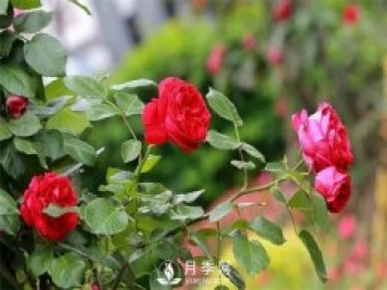 微月和藤本和灌木月季的區(qū)別，超容易分辨！