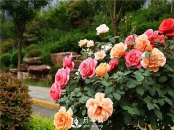 花木養(yǎng)護管理主要包括幾個方面的工作