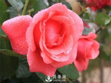 秋季園林苗木病蟲(chóng)害防治知識(shí)，月季防治黑斑病