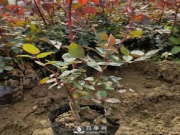 大花盆栽月季批發(fā)，粉扇.緋扇.口紅.金鳳凰