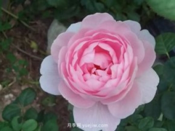 小菜園變身美麗的月季花園