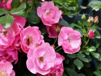 推薦4個適合新花友種植的藤本月季品種，長勢強勁開花量大