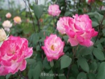 杭州滿城月季綻放，驚艷背后有他功勞