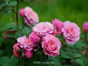 上海顧村公園月季園5月游園正當(dāng)時(shí)，535畝月季浪漫盛放