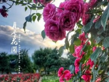 中國(guó)月季園千畝月季花開(kāi)，南陽(yáng)月季人間仙境打卡圣地