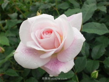 腮紅冰山月季的優(yōu)缺點(diǎn)是什么？