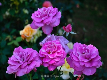 南昌濱江月季園，帶你去看天下風(fēng)流的江西月季花