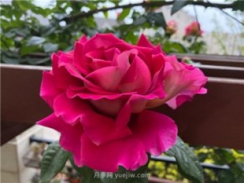 古龍月季，強烈推薦給喜愛月季花的花友