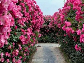 鄭州漫花里藤本月季花海，網(wǎng)友稱之為“花海迷宮”紛紛去打卡