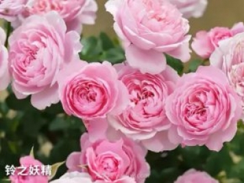 推薦陽(yáng)臺(tái)黨必入的四款微型月季品種，你猜到了嗎