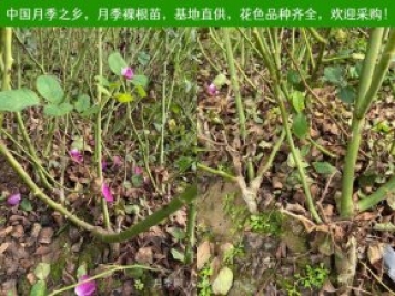 月季網(wǎng)：月季裸根苗的選購(gòu)、栽植、肥水、養(yǎng)護(hù)技術(shù)大全