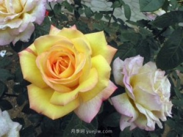 養(yǎng)花高手的5個(gè)好習(xí)慣，月季特別受用