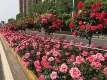 園林綠化施工五大細(xì)節(jié)要點，提高成活率