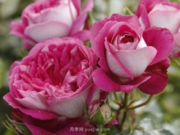 美心月季，古典月季和現(xiàn)代風(fēng)格的創(chuàng)造性結(jié)合