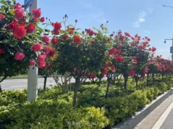 夏季苗木容易出現日灼現象？如何才能進行預防？