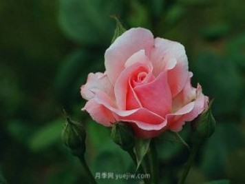 月季花需要在什么時(shí)候扦插？扦插的辦法有哪些？