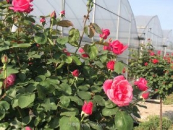 月季花的種子如何播種？需要注意哪些事項(xiàng)？