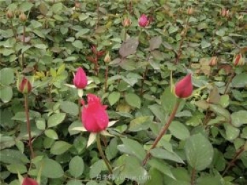 月季扦插發(fā)芽要掐掉嗎？