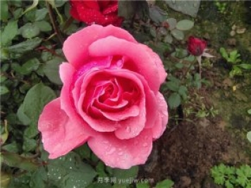 晚春唐詩玫瑰6首：折得玫瑰花一朵，憑君簪向鳳凰釵