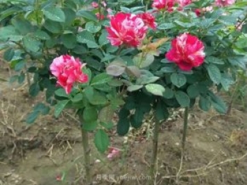 薔薇老樁可以嫁接月季嗎？應(yīng)該如何嫁接？