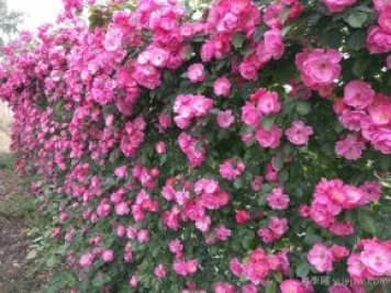 藤本月季一直不開(kāi)花怎么辦？找準(zhǔn)3個(gè)原因
