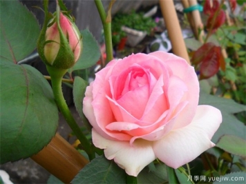 推薦給新手10大藤本月季品種，輕松選擇