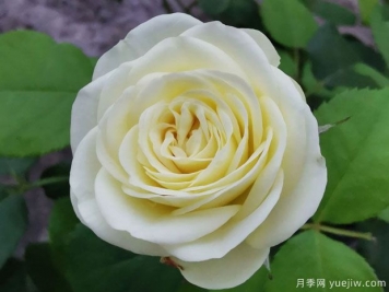 奶綠色的奶油龍沙，像一顆顆奶油蛋糕