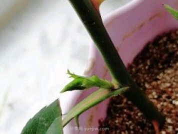 扦插的月季花枝條沒(méi)長(zhǎng)根就出花苞正常嗎？