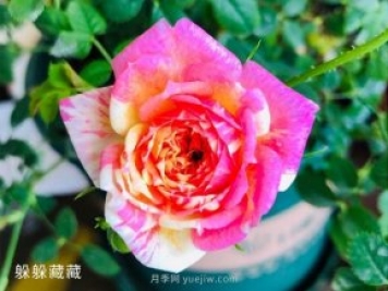 躲躲藏藏月季，開(kāi)啟變身之路的寶藏微月