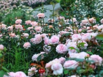 奧斯汀月季園，湖州一個(gè)國內(nèi)頂級的月季花園