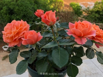 土星王陽(yáng)臺(tái)月季，非常值得入手的盆栽月季