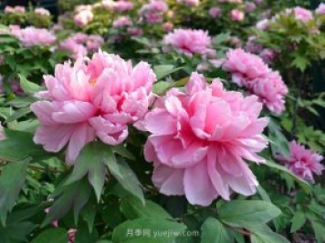 牡丹憑啥能脫穎而出成為國花？如何種植牡丹？