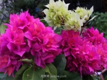 夏季養(yǎng)花要選對(duì)品種，推薦6種花卉適合高溫