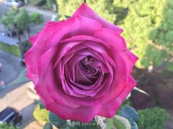 杯狀藍眼月季的優(yōu)缺點是什么？