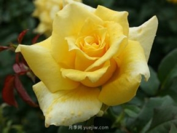 養(yǎng)花的十大好處，愛(ài)花的你一定要看！