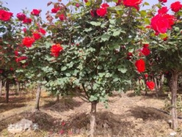 怎樣種植月季花？月季花種植具體步驟和注意事項