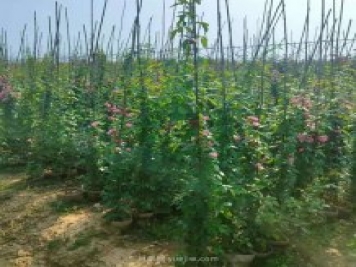 南陽(yáng)藤本月季基地大量出售，品種花色多