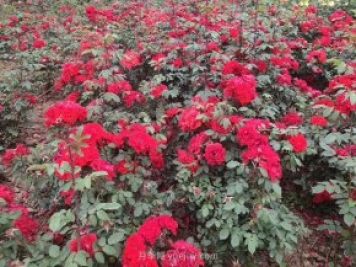 8月園林植物養(yǎng)護(hù)建議