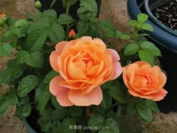 新手養(yǎng)月季，不能錯過入門級的果汁陽臺