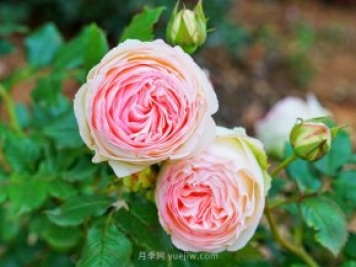 立秋后庭院花木養(yǎng)護(hù)該注意些什么？