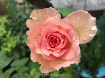 藤本月季強(qiáng)烈推薦羅衣，顏美而且濃香